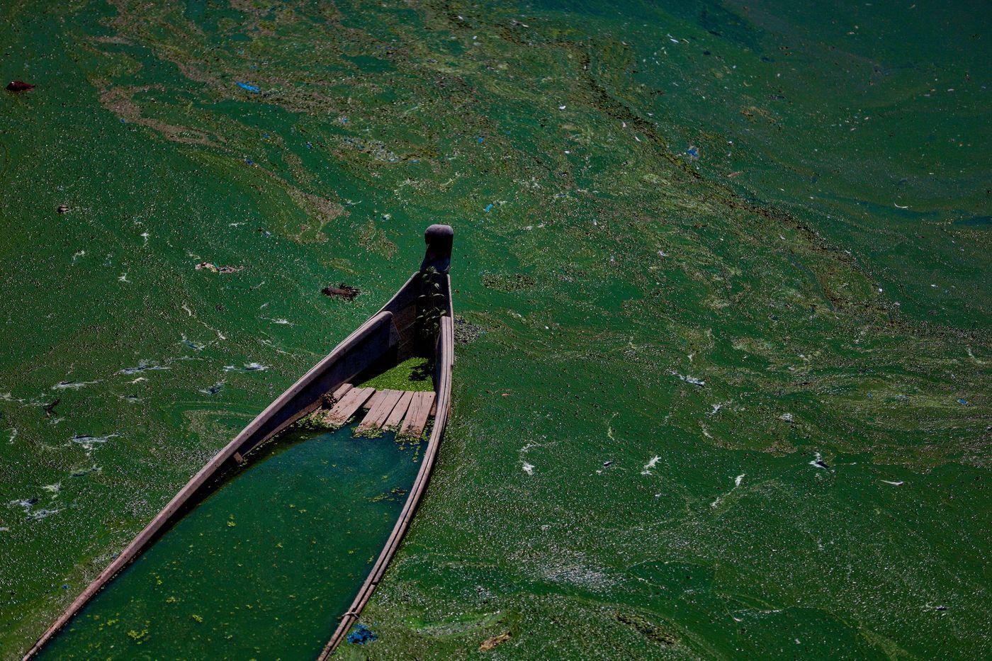 A waterway covered in a vivid green algal bloom
